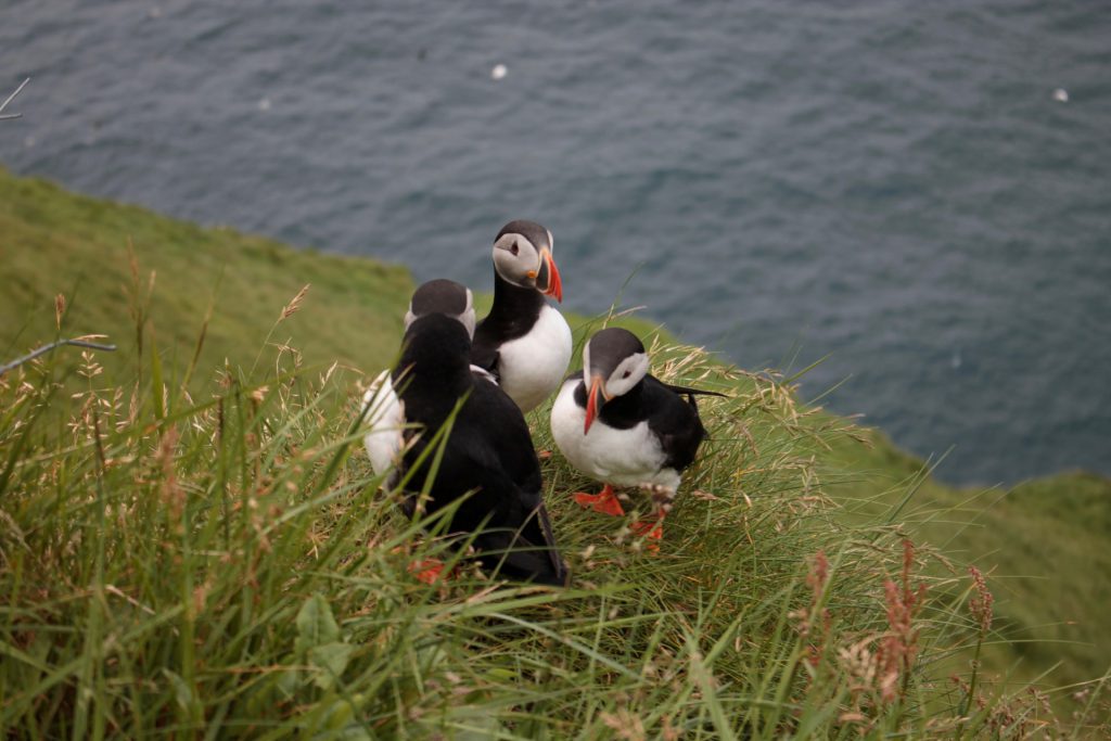 Faroese puffins - The ultimate guide to traveling to the Faroe Islands