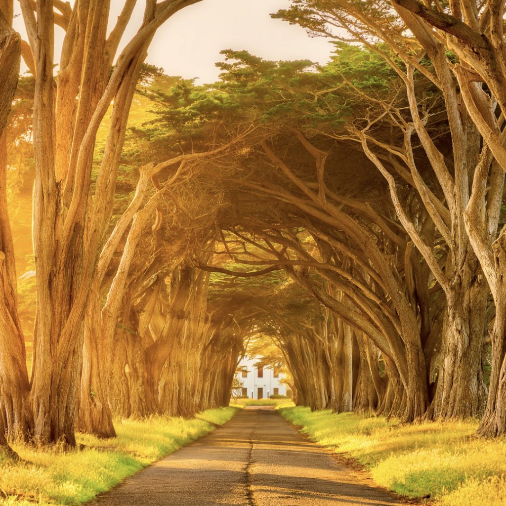 Cypress Tree Tunnel