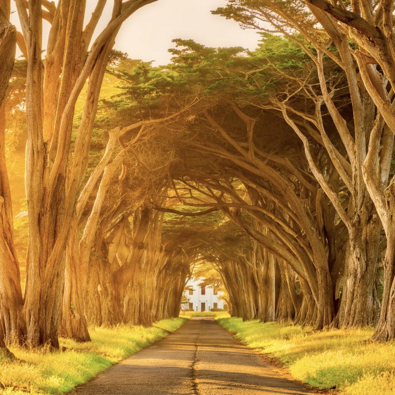 Cypress Tree Tunnel, a mesmerizing tunnel in Point Reyes