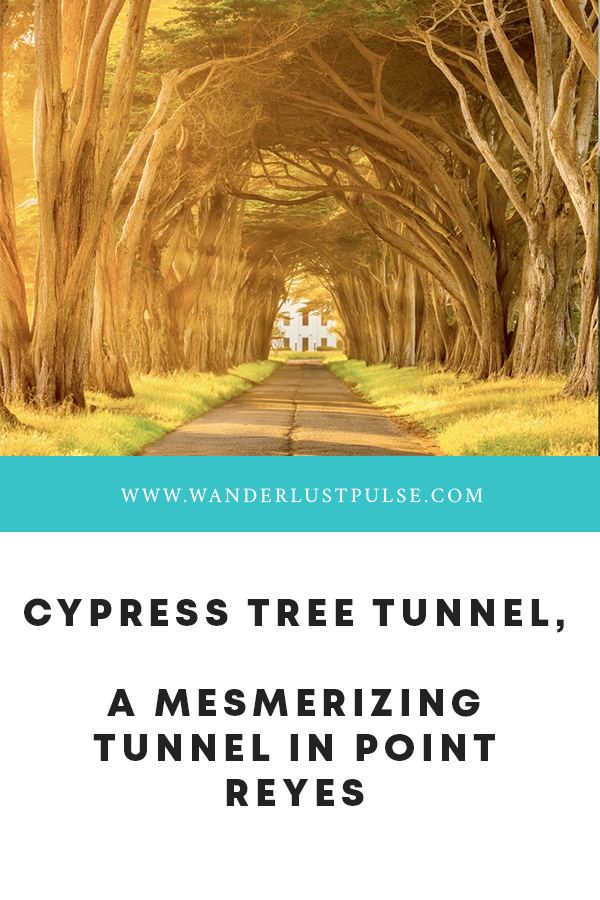 Cypress Tree Tunnel, Point Reyes