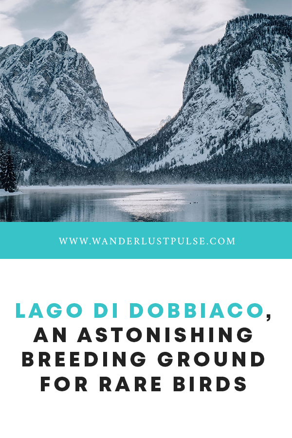 Lago di Dobbiaco - Lago di Dobbiaco, an astonishing breeding ground for rare birds